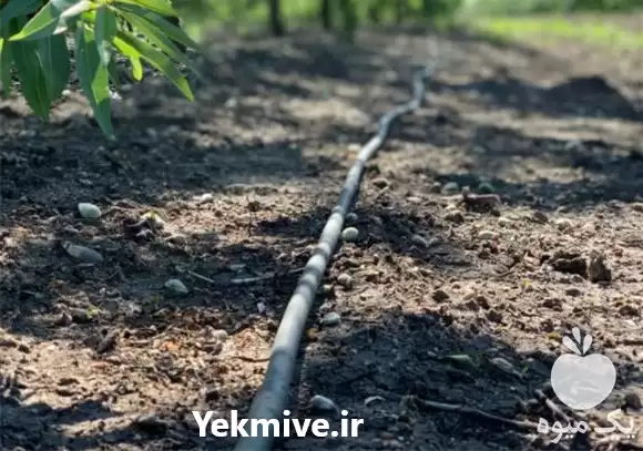 قیمت خرید لوله آبیاری یکبار مصرف در رشت در گروه خرید و فروش لوله کشاورزی در یکمیوه -عکس1