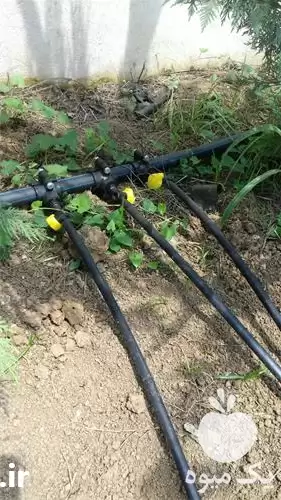 فروش اجرای آبیاری قطره ای باغی در گروه خرید و فروش دستگاه آبیاری در یکمیوه -عکس1