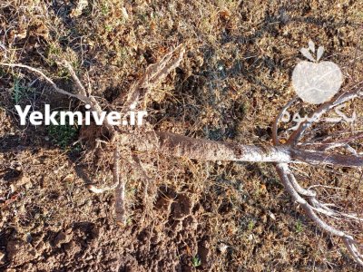 فروش نهال بنه دار قوی 10 الی در گروه خرید و فروش نهال بنه در یکمیوه -عکس3