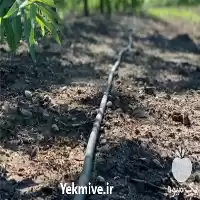 قیمت خرید لوله آبیاری یکبار مصرف در رشت در گروه خرید و فروش لوله کشاورزی در یکمیوه