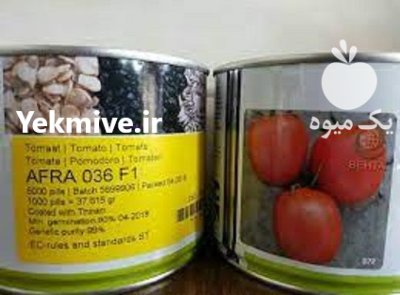 بذر گوجه افرا اصل در رازمیان در گروه خرید و فروش بذر گوجه در یکمیوه -عکس1