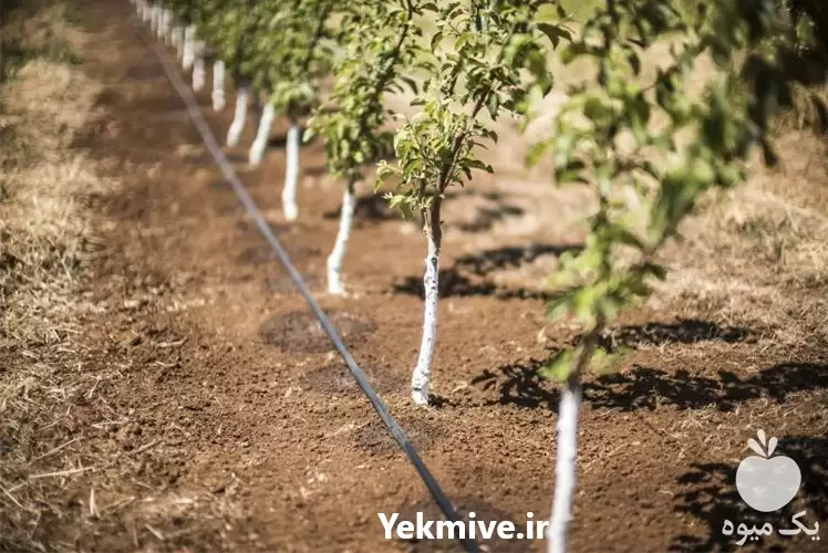 طراحی فروش اجرای سیستم آبیاری قطره در اصفهان در گروه خرید و فروش دستگاه آبیاری در یکمیوه -عکس1