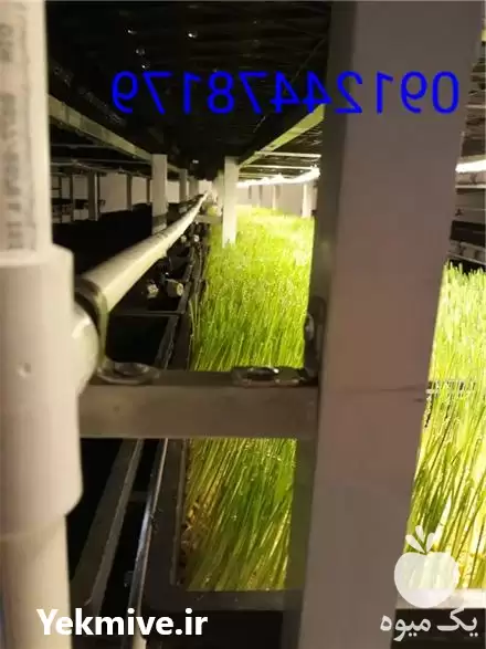 قیمت خرید تجهیزات علوفه هیدروپونیک در نیشابور در گروه خوراک دام و طیور در یکمیوه -عکس1