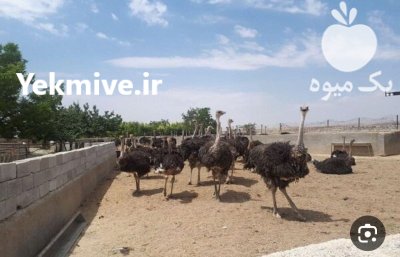 کود شترمرغ خشک در پاکدشت در گروه خرید و فروش کود مرغی در یکمیوه -عکس1