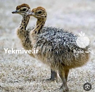 کود شترمرغ خشک در پاکدشت در گروه خرید و فروش کود مرغی در یکمیوه -عکس3