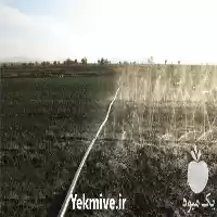 قیمت خرید لوله بارانی در مشهد در گروه خرید و فروش لوله کشاورزی در یکمیوه