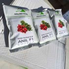 فروش بذر تربچه انیل در اصفهان در گروه خرید و فروش بذر سبزی در یکمیوه