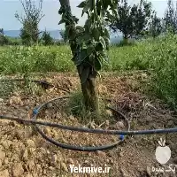 اجرا فروش آبیاری بارانی قطره ای در اصفهان در گروه خرید و فروش لوله کشاورزی در یکمیوه