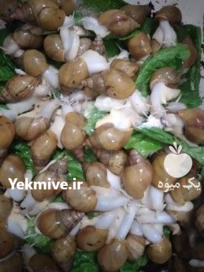 فروش حلزون البنو در تهران در گروه انواع محصولات شیلات در یکمیوه -عکس1