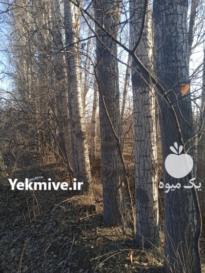 فروش درخت صنوبر در گروه خرید و فروش چوب درخت در یکمیوه -عکس1