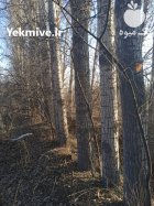 فروش درخت صنوبر در گروه خرید و فروش چوب درخت در یکمیوه