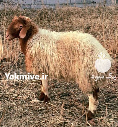 فروش گوسفند نر آواسی بهینه در پیربکران در گروه گاو و گوسفند و میش و بز کهره گوساله در یکمیوه -عکس1
