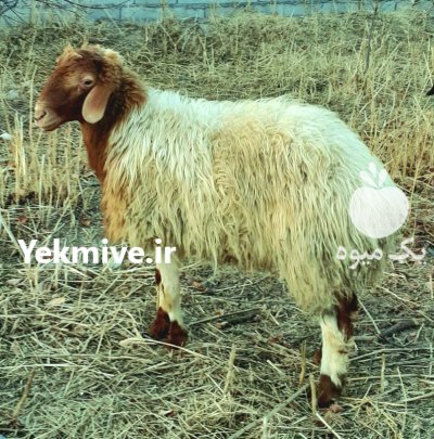 فروش گوسفند نر آواسی بهینه در پیربکران در گروه گاو و گوسفند و میش و بز کهره گوساله در یکمیوه -عکس2