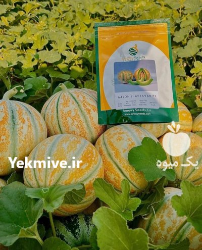 فروش بذر ملون شاهسون اینوواسید ایتالیا در اهواز در گروه خرید و فروش بذر ملون در یکمیوه -عکس1