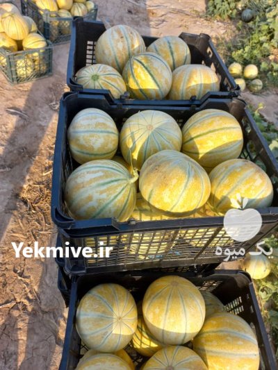 فروش بذر ملون شاهسون اینوواسید ایتالیا در اهواز در گروه خرید و فروش بذر ملون در یکمیوه -عکس2