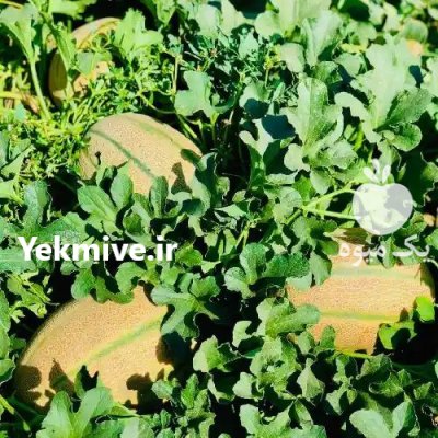 فروش بذر ملون Bajo بذر ملون در گروه خرید و فروش بذر ملون در یکمیوه -عکس2