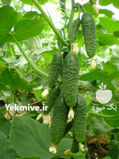 فروش بذر خیار گلخانه ای آموفروت در اهواز در گروه خرید و فروش بذر خیار در یکمیوه -عکس2