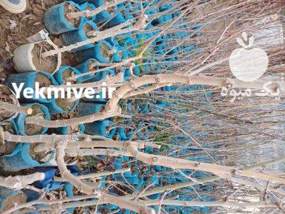 پسته پیوندی ریشه لخت گلدانی مهدیزاده در گروه خرید و فروش نهال پسته در یکمیوه -عکس2