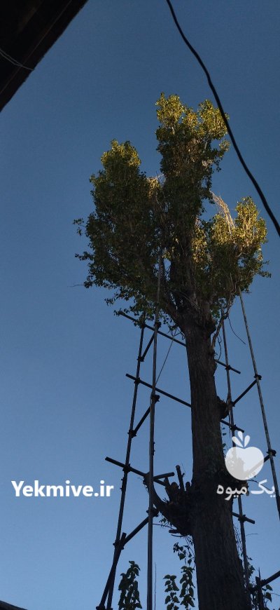 خریدار چوب در سنندج در گروه خرید و فروش انواع چوب در یکمیوه -عکس2