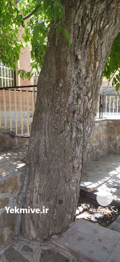 خریدار چوب در سنندج در گروه خرید و فروش انواع چوب در یکمیوه -عکس3