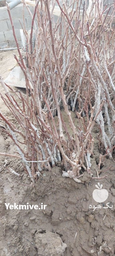 نهال پسته پیوندی درخت قوی بارگیری در قرچک در گروه خرید و فروش نهال پسته در یکمیوه -عکس3
