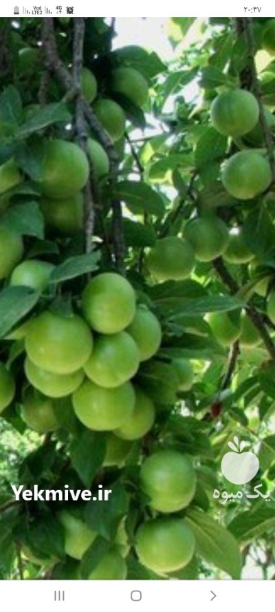 اجاره آب و خاکی باغ در وحیدیه در گروه اجاره باغ میوه در یکمیوه -عکس1