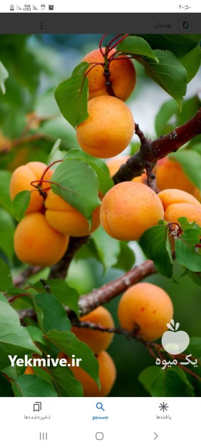 اجاره آب و خاکی باغ در وحیدیه در گروه اجاره باغ میوه در یکمیوه -عکس2