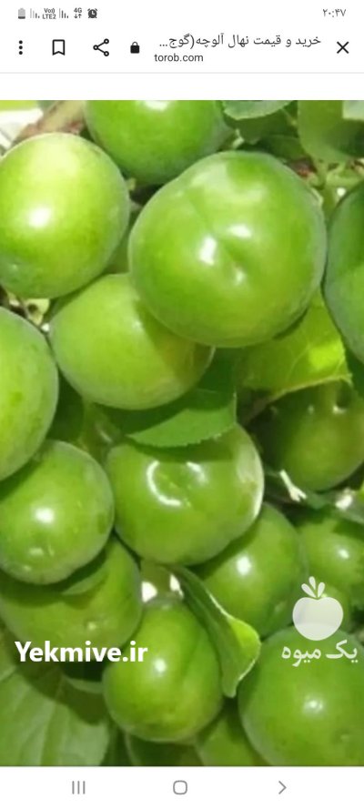 اجاره آب و خاکی باغ در وحیدیه در گروه اجاره باغ میوه در یکمیوه -عکس3