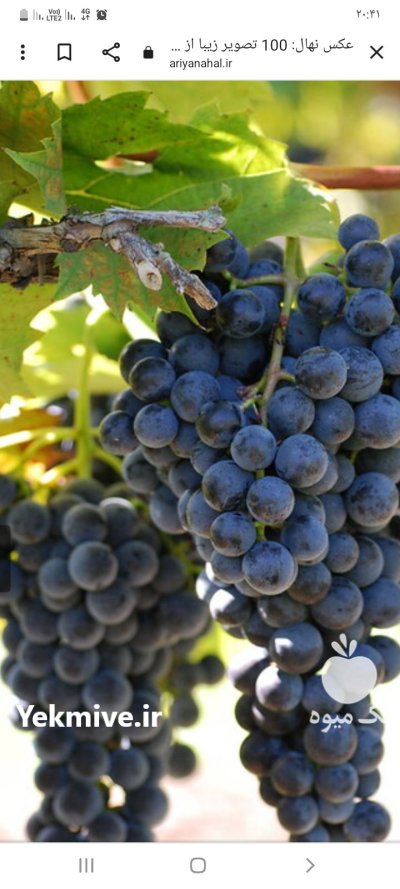 اجاره آب و خاکی باغ در وحیدیه در گروه اجاره باغ میوه در یکمیوه -عکس4