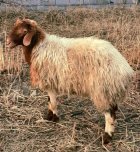 فروش گوسفند نر آواسی بهینه در پیربکران در گروه گاو و گوسفند و میش و بز کهره گوساله در یکمیوه