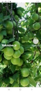 اجاره آب و خاکی باغ در وحیدیه در گروه اجاره باغ میوه در یکمیوه