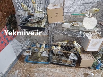 عروس هلندی در اردبیل در گروه خرید و فروش انواع پرنده در یکمیوه -عکس2