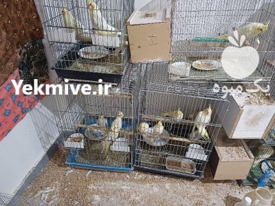 عروس هلندی در اردبیل در گروه خرید و فروش انواع پرنده در یکمیوه -عکس3