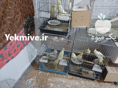 عروس هلندی در اردبیل در گروه خرید و فروش انواع پرنده در یکمیوه -عکس4