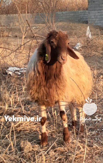 فروش گوسفند نر آواسی بهینه در پیربکران در گروه گاو و گوسفند و میش و بز کهره گوساله در یکمیوه -عکس3