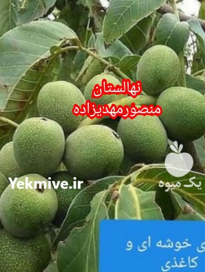 گردو ژنوتیپ برتر نهال کاشت گردو چندلر پیوندی در گروه خرید و فروش نهال گردو در یکمیوه -عکس3