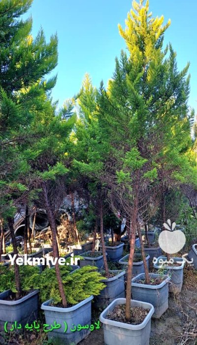 درخت زبان گنجشکی با لاویسون نهال در ری  در گروه خرید و فروش و قیمت کاج در یکمیوه -عکس2