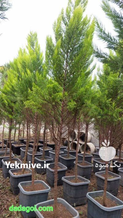 درخت زبان گنجشکی با لاویسون نهال در ری  در گروه خرید و فروش و قیمت کاج در یکمیوه -عکس1