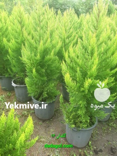 زبان گنجشکی کاج سرو درختان زینتی در گروه خرید و فروش و قیمت کاج در یکمیوه -عکس2