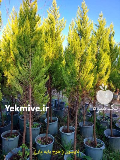 زبان گنجشکی کاج سرو درختان زینتی در گروه خرید و فروش و قیمت کاج در یکمیوه -عکس1