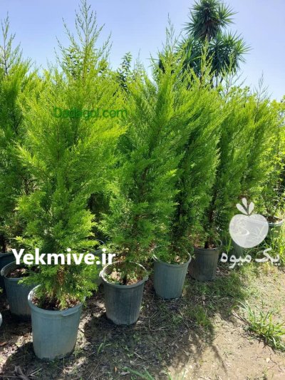 زبان گنجشکی کاج سرو درختان زینتی در گروه خرید و فروش و قیمت کاج در یکمیوه -عکس3