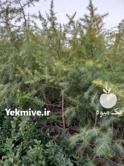 زبان گنجشکی کاج سرو درختان زینتی در گروه خرید و فروش و قیمت کاج در یکمیوه -عکس4