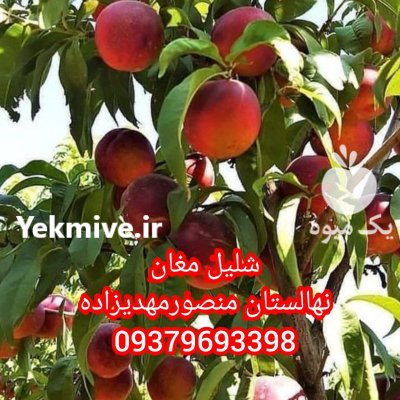 انار ملس بهترین نهال انار بیدانه درشت در زیباشهر در گروه خرید و فروش نهال انار در یکمیوه -عکس2