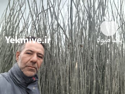 نهال سنوبر صنوبر درخت تجاری با درآمد عالی مهدیزاده در بستان آباد در گروه خرید و فروش نهال صنوبر در یکمیوه -عکس2