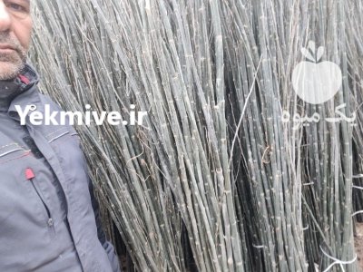 نهال سنوبر صنوبر درخت تجاری با درآمد عالی مهدیزاده در بستان آباد در گروه خرید و فروش نهال صنوبر در یکمیوه -عکس4