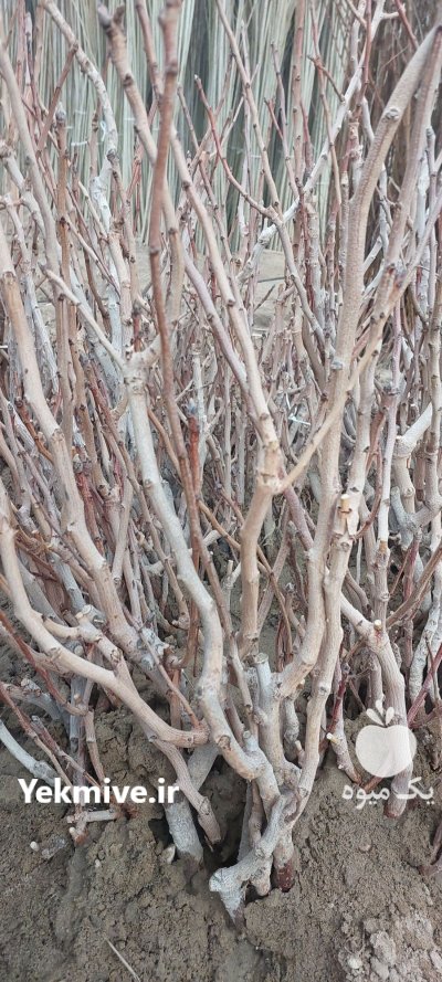 پسته پیوندی احمدآبادی سه ساله ریشه در گروه خرید و فروش نهال پسته در یکمیوه -عکس3
