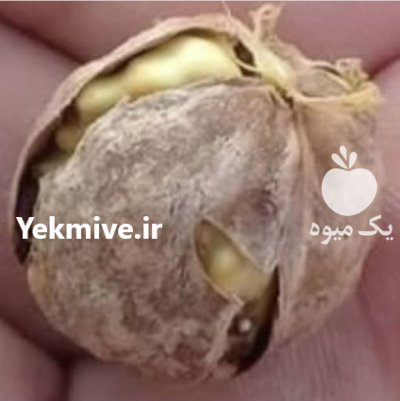 پسته پیوندی احمدآبادی سه ساله ریشه در گروه خرید و فروش نهال پسته در یکمیوه -عکس2