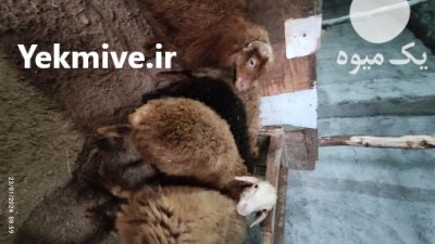 فروش گوسفند بره نر در تنکابن در گروه گاو و گوسفند و میش و بز کهره گوساله در یکمیوه -عکس1