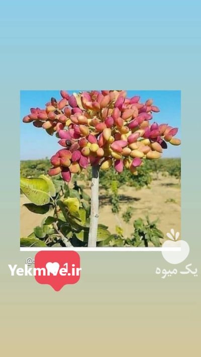 نهال پسته پیوندی دوساله مرغوب اصلاح شده در قم در گروه خرید و فروش نهال پسته در یکمیوه -عکس1