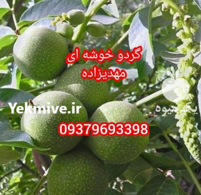 گردو چندلر پیوندی کاشت نهال گردو ژنوتیپ برتر دیمی در سقز در گروه خرید و فروش نهال گردو در یکمیوه -عکس1